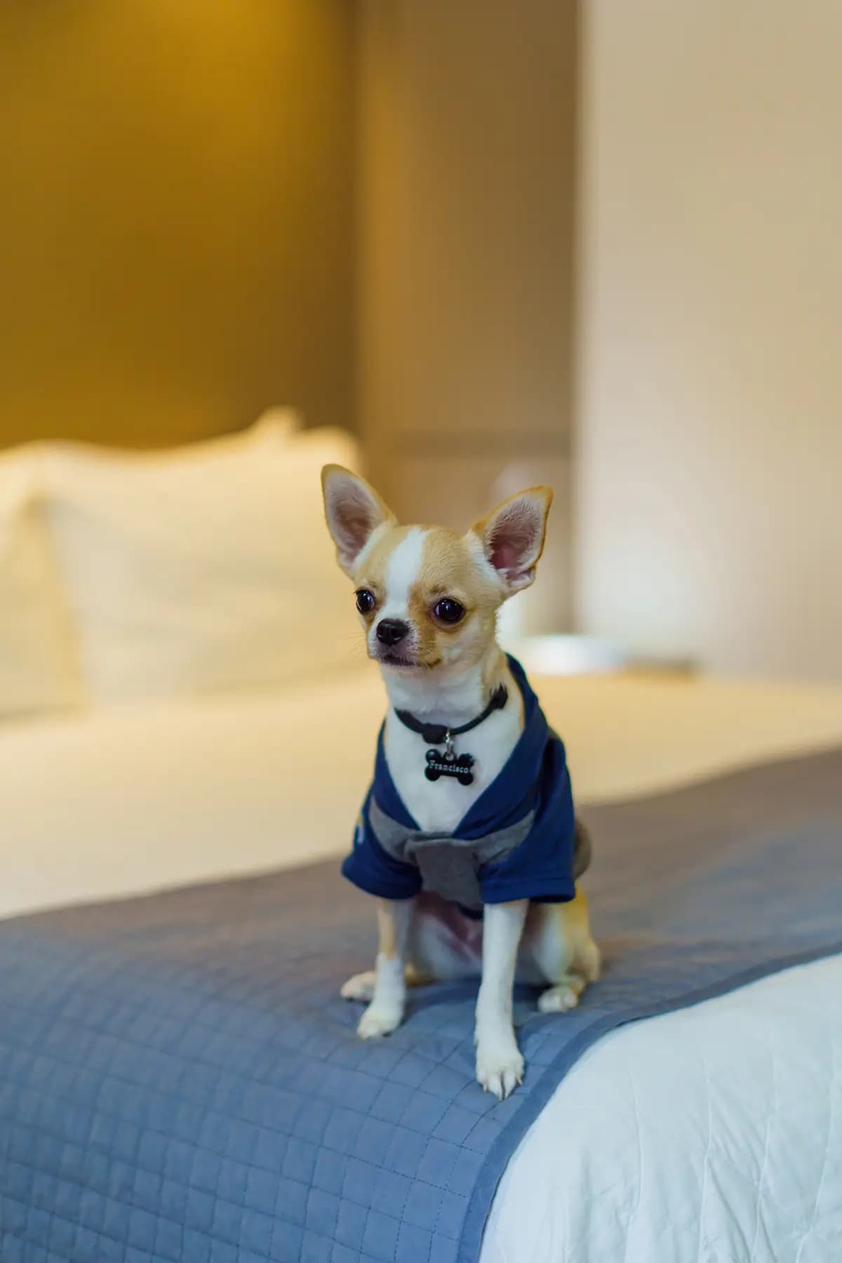Hotel Pet Friendly — Blue Open Hotel